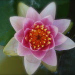 Our very first Lotus flower!